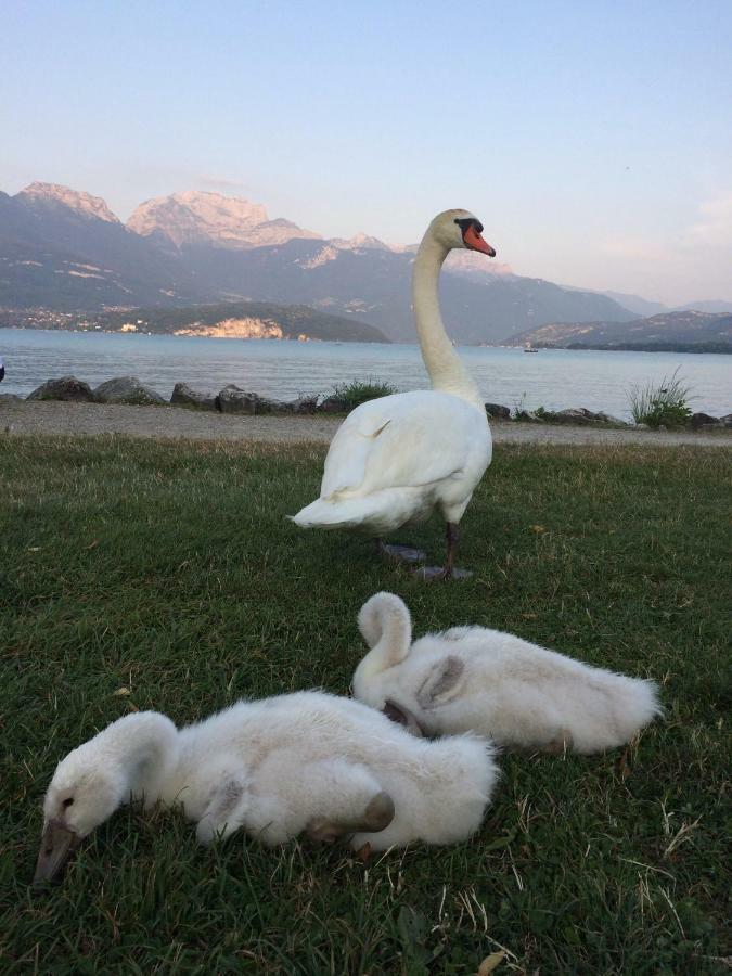 La Baie Des Voiles ,Vue Lac D'Annecy ,Plage Privee デュアン エクステリア 写真